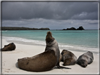 foto Flora e la fauna della Isole Galapagos